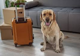 Pet Relocation APM Packers